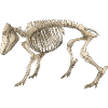 Illustration Boar Skeleton