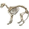 Illustration Cat Skeleton