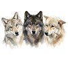 Wolf Howl Funny Wolf Lover Howl