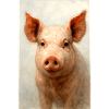 Charme Cochon à l’Aquarelle