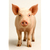 Cochon pastel