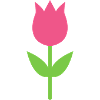 Tulip