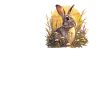 Bunny Bunny