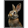 Bunny Bunny