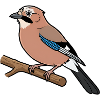 jay