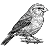 Vogel Singvogel