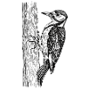 Specht Vogel