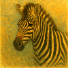 Zebra in golden tones