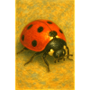 Red Ladybug Art Print