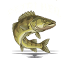 Petri Heil – Zanderjäger