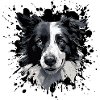 Grayscale Border Collie Portrait