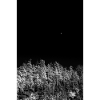 Night forest in monochromatic tones