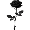 Black Rose Monochrome Graphic