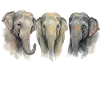 Trompette d’éléphant Amusé drôle d’éléphants Tromp