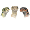Snake Funny Snake Lover Lusti