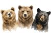 Bears Growl Funny Bear Lover Growl