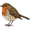 Embroidered robin minimalist (printed)