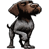 German Wirehaired German Wirehaired Owner