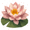 Nénuphar polygonal rose sur feuille verte
