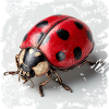 Ladybug blackRed