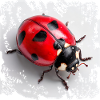 Red Ladybug Pattern Seven-Point