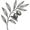 Monochrome Olive Branch Sketch