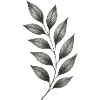 Gray Leaf Branches Botanical Minimal Lines