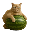 Cat on Watermelon - Funny Cat Meme
