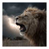 Dramatischer Roaring King - Löwe im Sturm