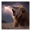 Dramatischer Roaring King Löwe im Sturm