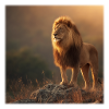 Löwenkönig – Majestätisch im Abendlicht