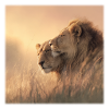 Lions tendres – Famille au soleil