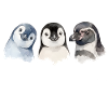 Funny chatter of penguins