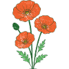 Orange Poppies Botanical Illustration