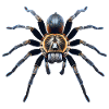 Tarantula