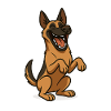 Laughing Malinois Dog