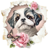 Shih Tzu 