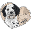 Portuguese Water Dog - Portie
