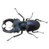 Hirschkäfer 