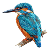 Embroidered kingfisher stylish natural (printed)