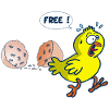 The release of the chick