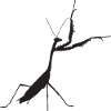 Praying mantis black