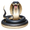 Serpent
