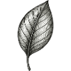 Monochrome leaf detail