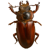 Bronze Bug Crest