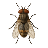 Hyperreal Fly Anatomy Tee