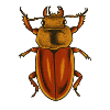 Estampe Crimson Bug