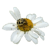 Chafer à abeilles