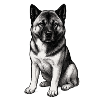 American Akita Holly