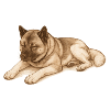 Sleeping American Akita